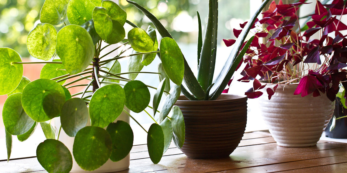 Growing Plants in Limited Space