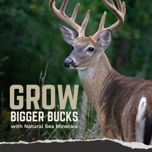 Trophy Rock® - Best Selling Deer Mineral