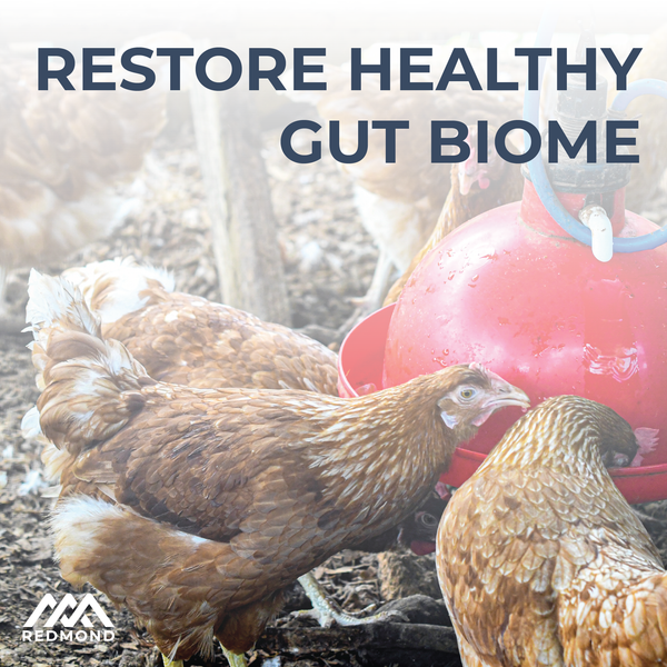 Redmond Poultry Electrolyte & Probiotic
