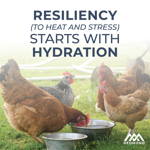 Redmond Poultry Electrolyte & Probiotic