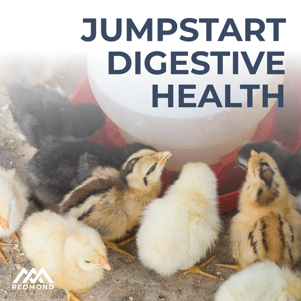 Redmond Poultry Electrolyte & Probiotic