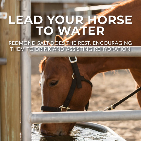 Redmond Rock® - Mined Horse Salt Lick